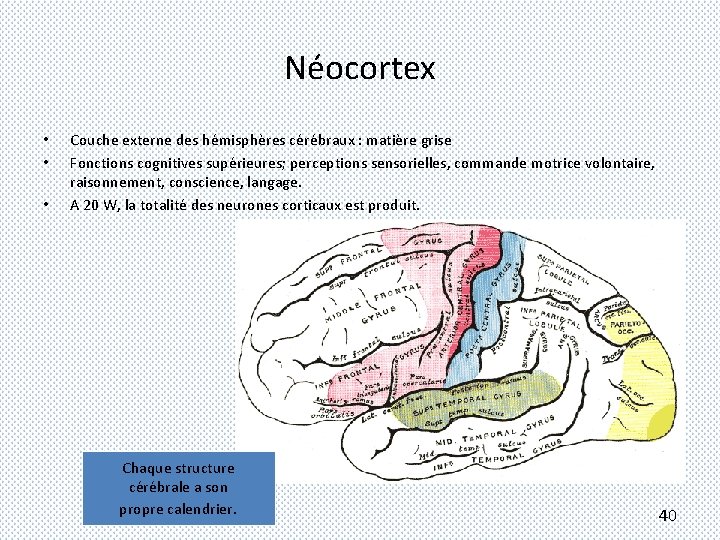 Néocortex • • • Couche externe des hémisphères cérébraux : matière grise Fonctions cognitives