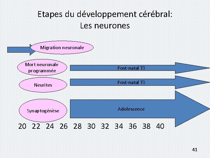 Etapes du développement cérébral: Les neurones Migration neuronale Mort neuronale programmée Post-natal T 3