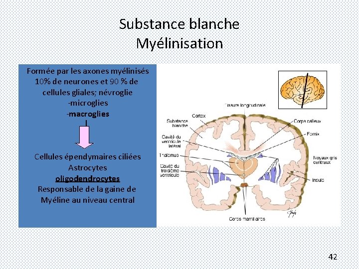 Substance blanche Myélinisation Formée par les axones myélinisés 10% de neurones et 90 %