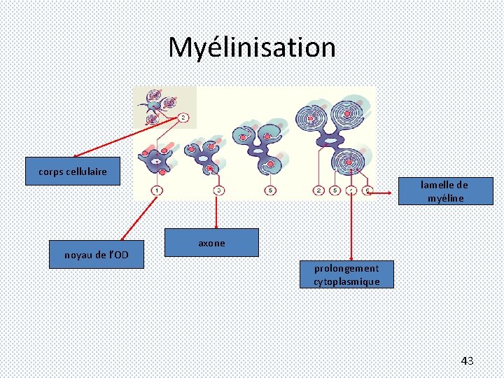Myélinisation 2 corps cellulaire noyau de l’OD lamelle de myéline axone prolongement cytoplasmique 43