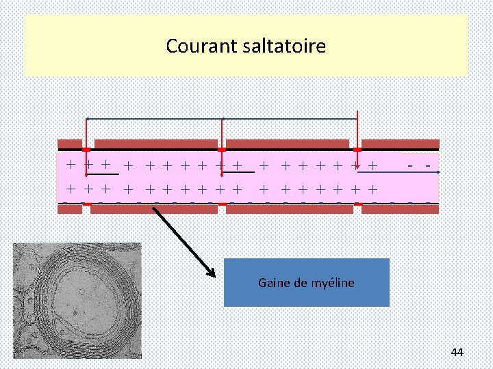 Courant saltatoire -+ -+ -+ - +- +- +- +- - - + +