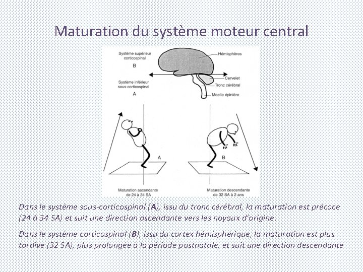 Maturation du système moteur central Dans le système sous-corticospinal (A), issu du tronc cérébral,