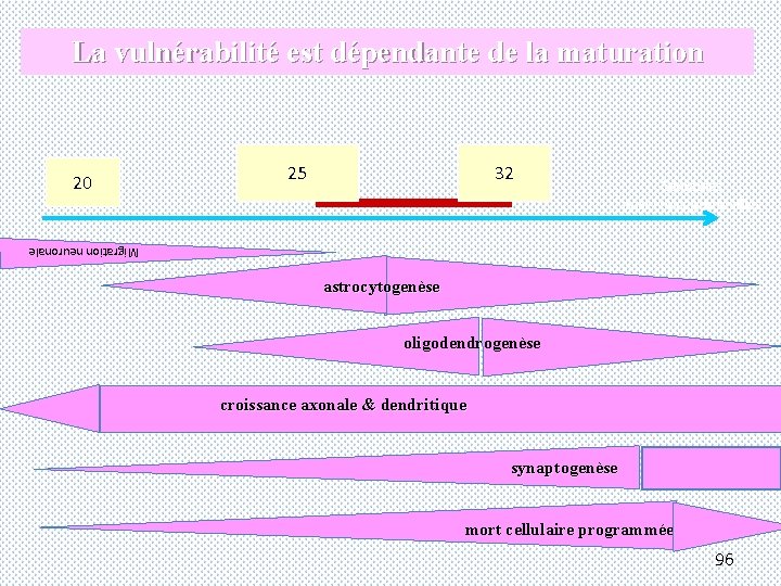 La vulnérabilité est dépendante de la maturation 2020 25 32 Semaines post-conceptionnelles Migration neuronale