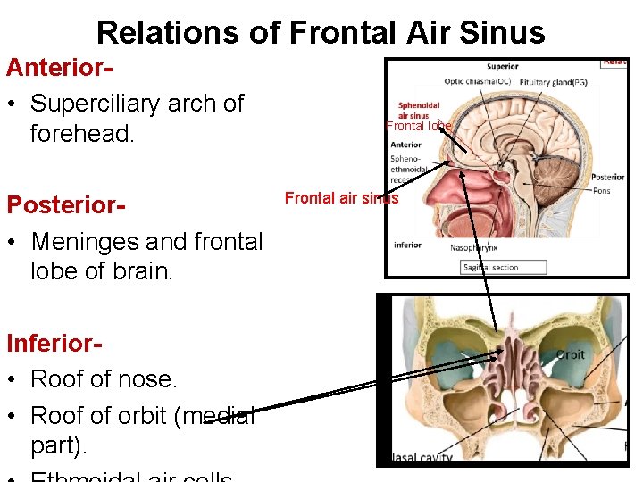 Relations of Frontal Air Sinus Anterior • Superciliary arch of forehead. Posterior • Meninges