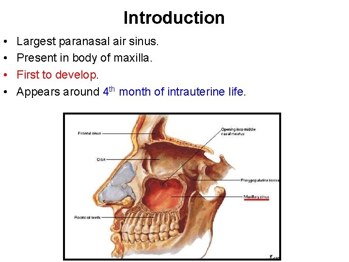 Introduction • • Largest paranasal air sinus. Present in body of maxilla. First to