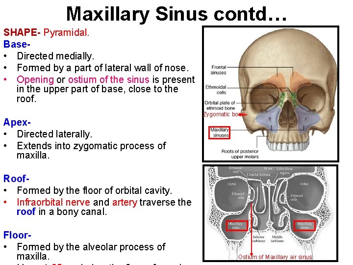 Maxillary Sinus contd… SHAPE- Pyramidal. Base • Directed medially. • Formed by a part