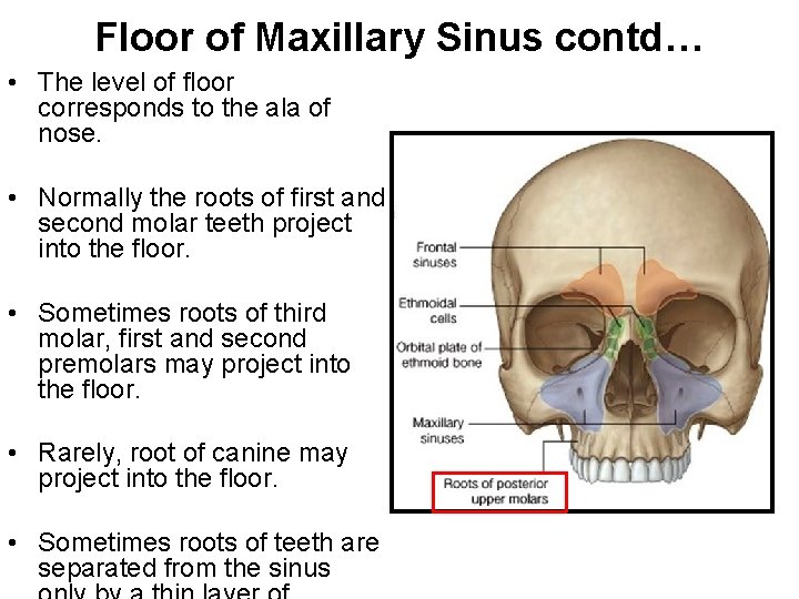 Floor of Maxillary Sinus contd… • The level of floor corresponds to the ala