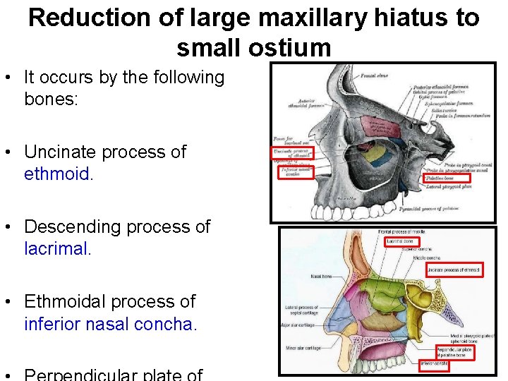 Reduction of large maxillary hiatus to small ostium • It occurs by the following