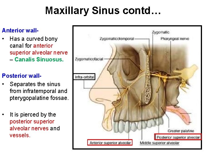 Maxillary Sinus contd… Anterior wall • Has a curved bony canal for anterior superior
