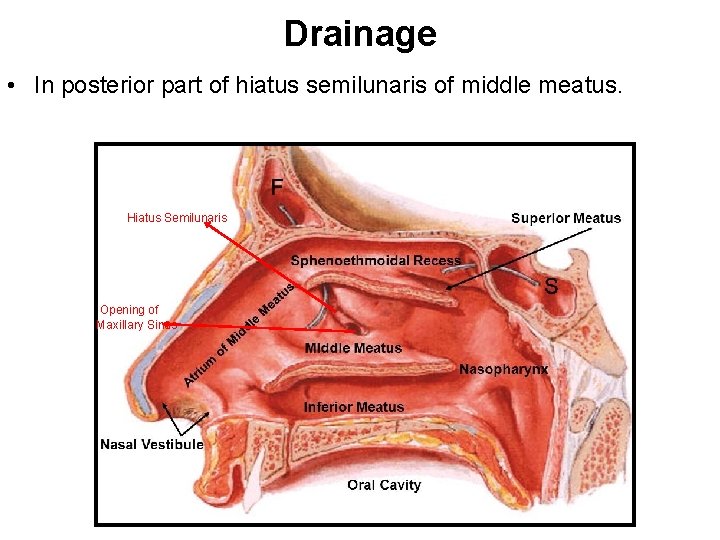 Drainage • In posterior part of hiatus semilunaris of middle meatus. Hiatus Semilunaris Opening