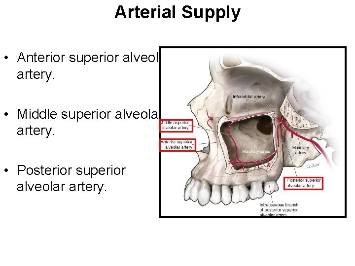 Arterial Supply • Anterior superior alveolar artery. • Middle superior alveolar artery. • Posterior