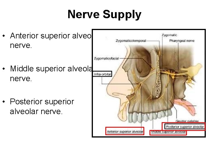 Nerve Supply • Anterior superior alveolar nerve. • Middle superior alveolar nerve. • Posterior
