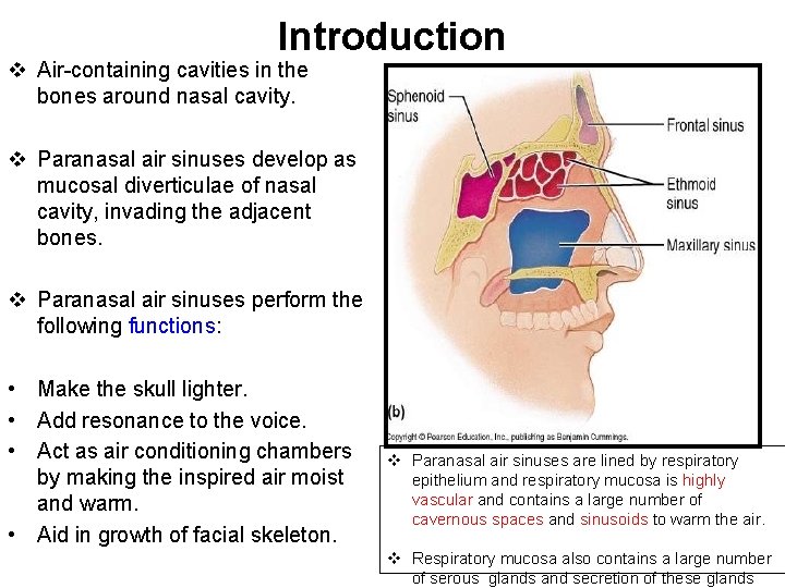 Introduction v Air-containing cavities in the bones around nasal cavity. v Paranasal air sinuses