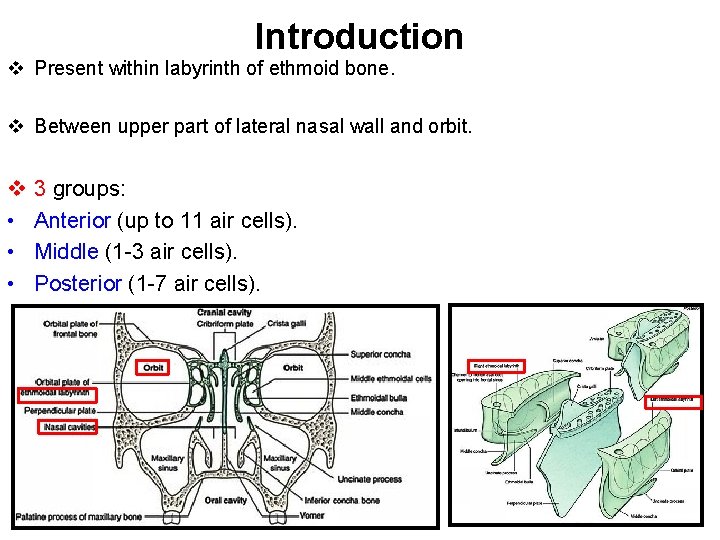 Introduction v Present within labyrinth of ethmoid bone. v Between upper part of lateral