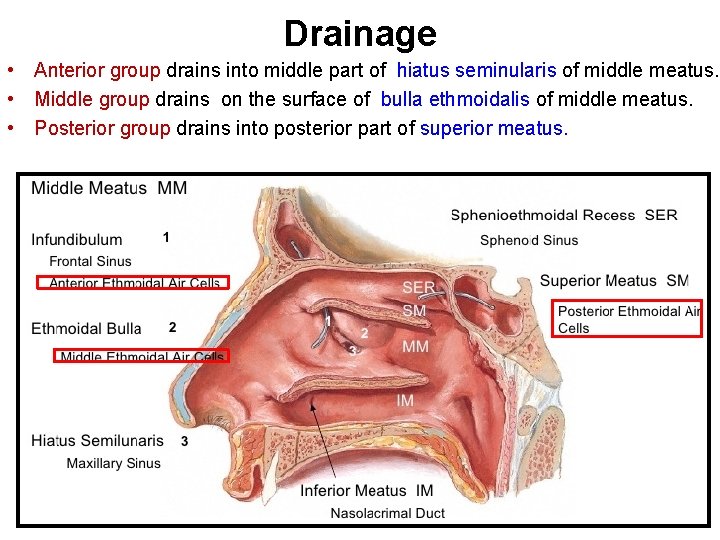 Drainage • Anterior group drains into middle part of hiatus seminularis of middle meatus.