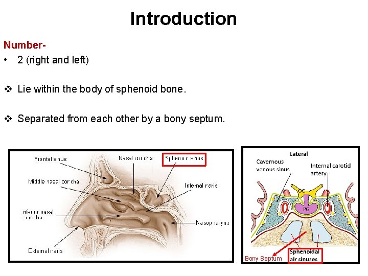 Introduction Number • 2 (right and left) v Lie within the body of sphenoid