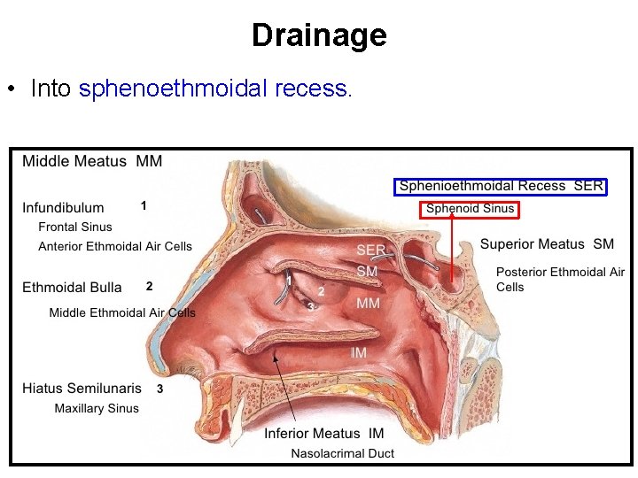 Drainage • Into sphenoethmoidal recess. 