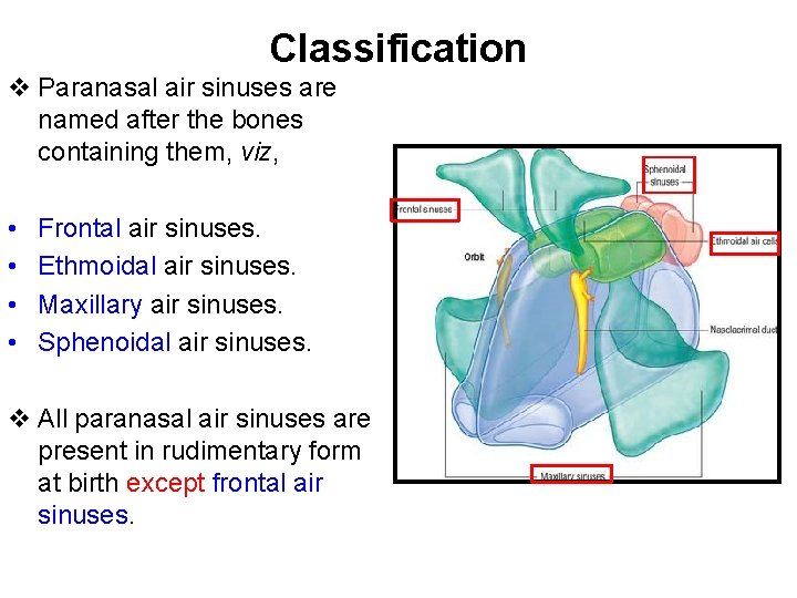 Classification v Paranasal air sinuses are named after the bones containing them, viz, •