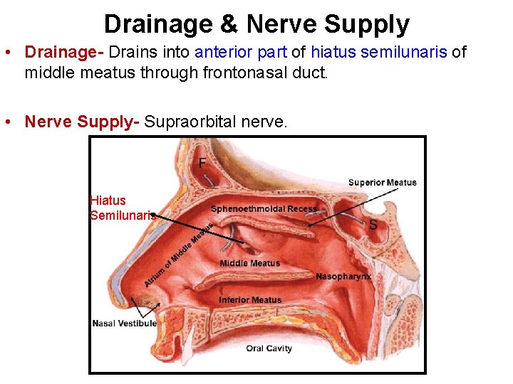 Drainage & Nerve Supply • Drainage- Drains into anterior part of hiatus semilunaris of