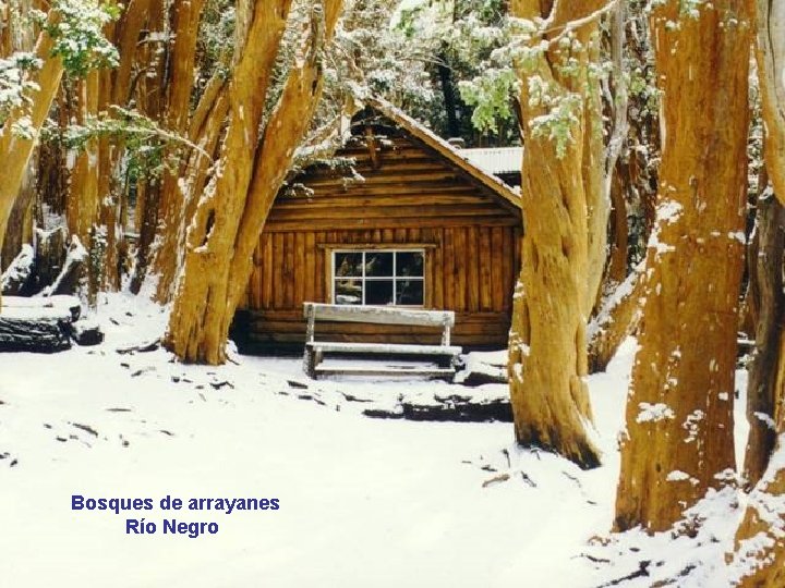 Bosques de arrayanes Río Negro 