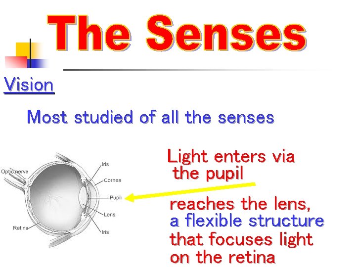 Vision Most studied of all the senses Light enters via the pupil reaches the