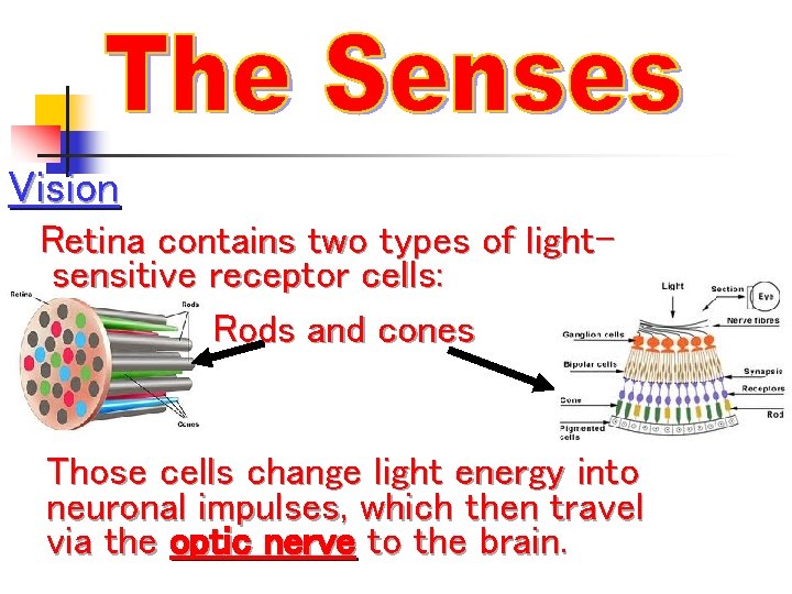 Vision Retina contains two types of lightsensitive receptor cells: Rods and cones Those cells