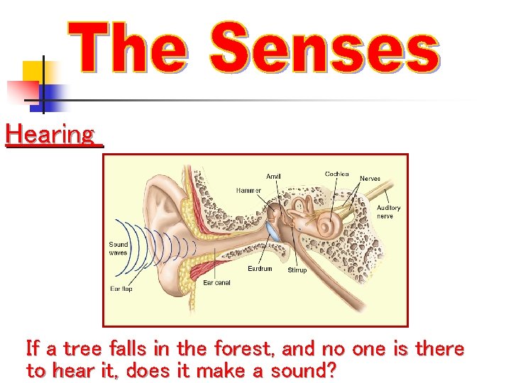 Hearing If a tree falls in the forest, and no one is there to