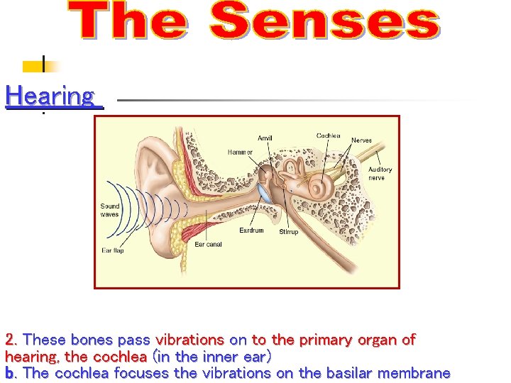 Hearing Anvil Hammer Stirrup 2. These bones pass vibrations on to the primary organ