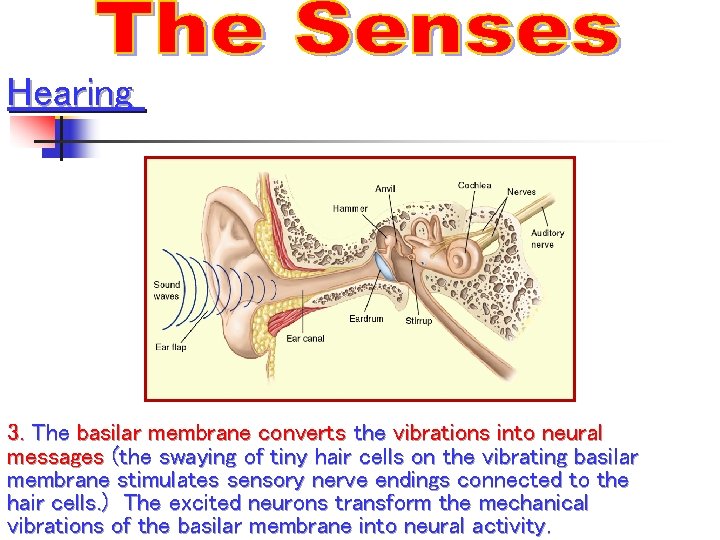Hearing 3. The basilar membrane converts the vibrations into neural messages (the swaying of