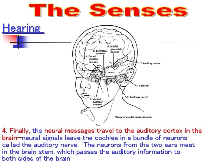 Hearing 4. Finally, the neural messages travel to the auditory cortex in the brain—neural