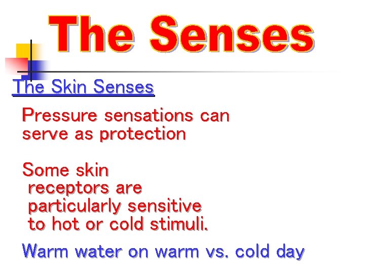 The Skin Senses Pressure sensations can serve as protection Some skin receptors are particularly