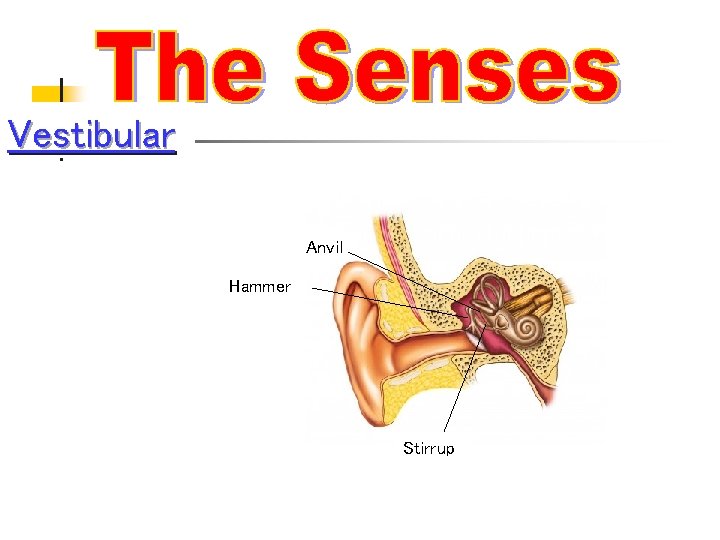 Vestibular Anvil Hammer Stirrup 