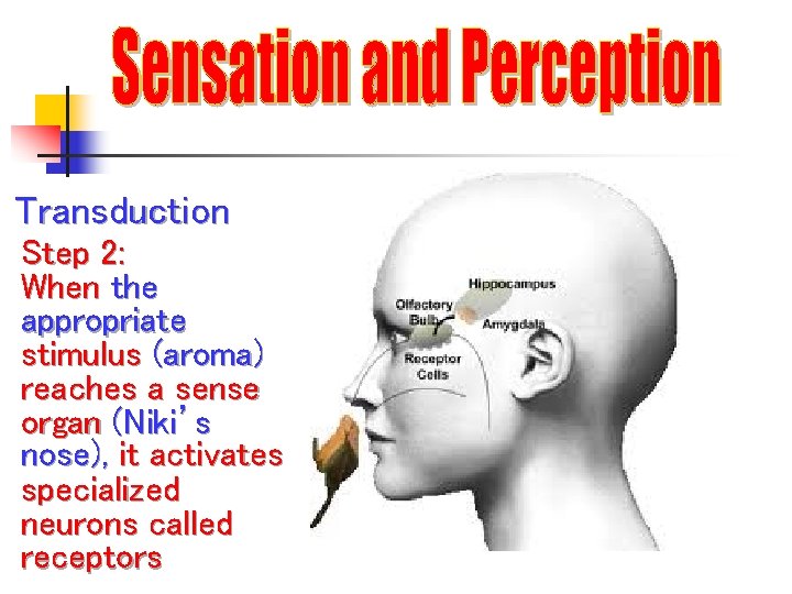 Transduction Step 2: When the appropriate stimulus (aroma) reaches a sense organ (Niki’s nose),