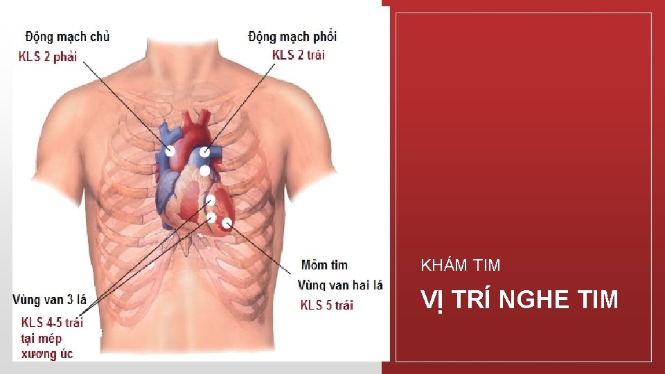 KHÁM TIM VỊ TRÍ NGHE TIM 