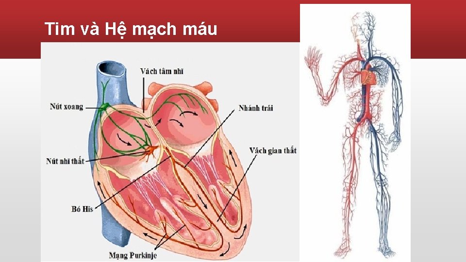 Tim và Hệ mạch máu 