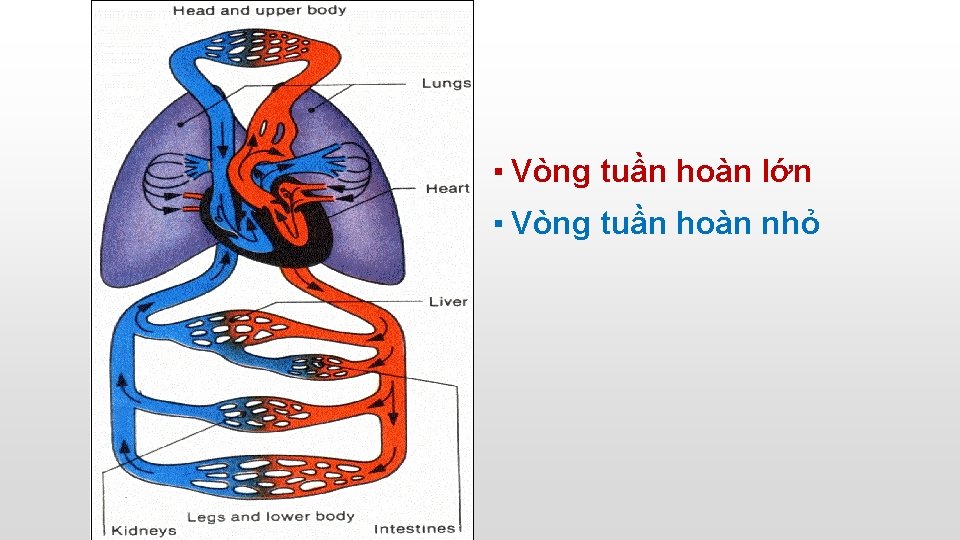 ▪ Vòng tuần hoàn lớn ▪ Vòng tuần hoàn nhỏ 