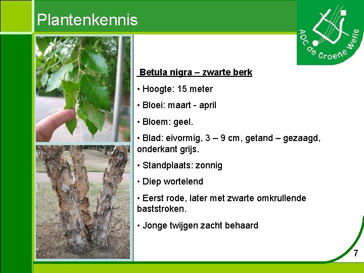 Plantenkennis Betula nigra – zwarte berk • Hoogte: 15 meter • Bloei: maart -