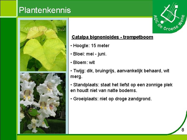 Plantenkennis Catalpa bignonioides - trompetboom • Hoogte: 15 meter • Bloei: mei - juni.