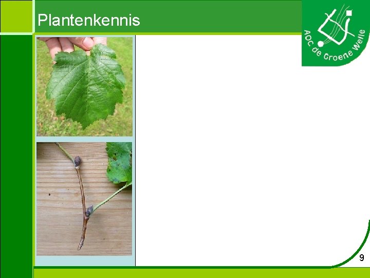 Plantenkennis 9 