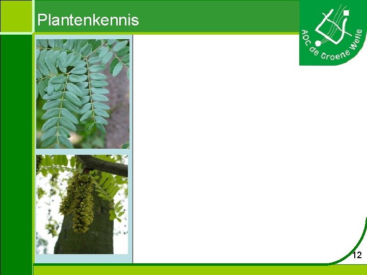 Plantenkennis 12 