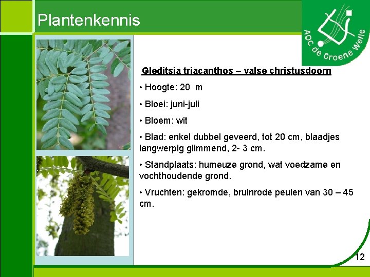 Plantenkennis Gleditsia triacanthos – valse christusdoorn • Hoogte: 20 m • Bloei: juni-juli •