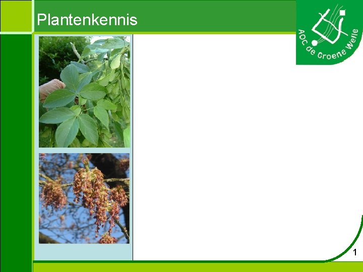 Plantenkennis 1 