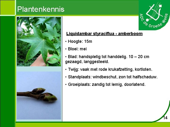 Plantenkennis Liquidambar styraciflua - amberboom • Hoogte: 15 m • Bloei: mei • Blad: