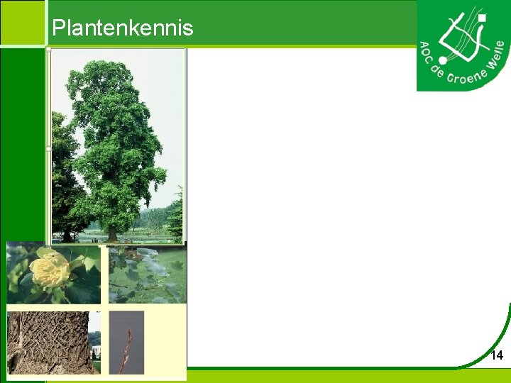 Plantenkennis 14 