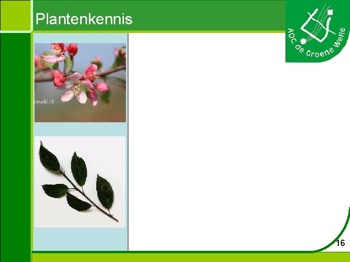 Plantenkennis 16 