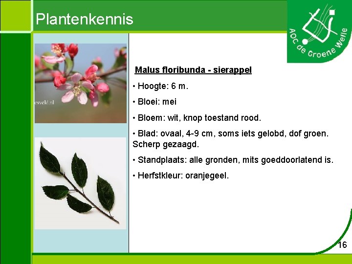 Plantenkennis Malus floribunda - sierappel • Hoogte: 6 m. • Bloei: mei • Bloem: