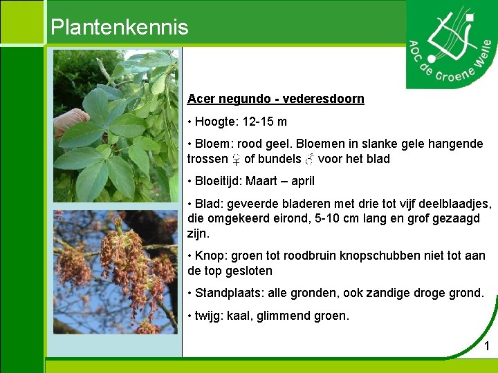 Plantenkennis Acer negundo - vederesdoorn • Hoogte: 12 -15 m • Bloem: rood geel.
