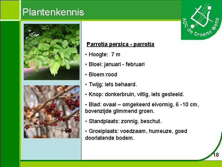 Plantenkennis Parrotia persica - parrotia • Hoogte: 7 m • Bloei: januari - februari