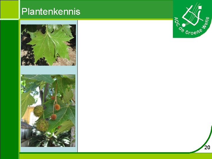 Plantenkennis 20 