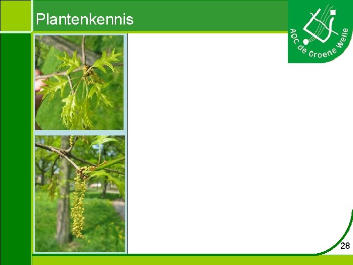 Plantenkennis 28 